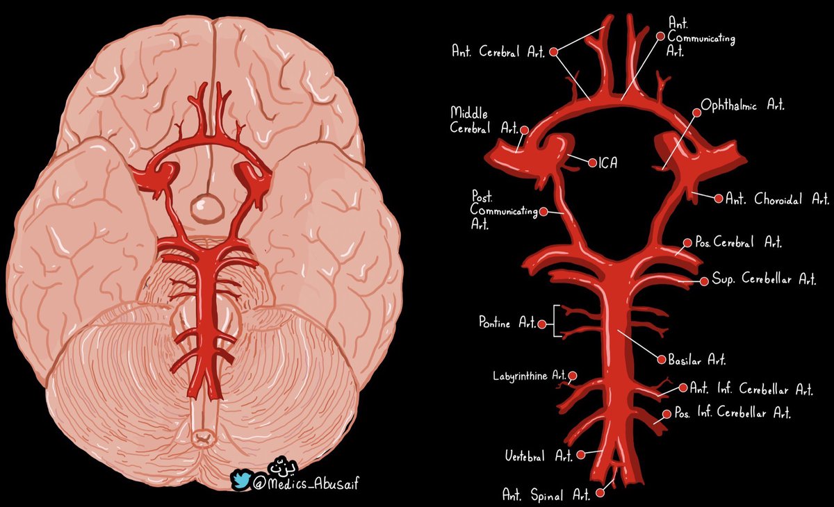 OGdukeneurosurg's tweet photo. Circle of Willis by @medics_AbuSaif https://t.co/D52Ko4BsTs