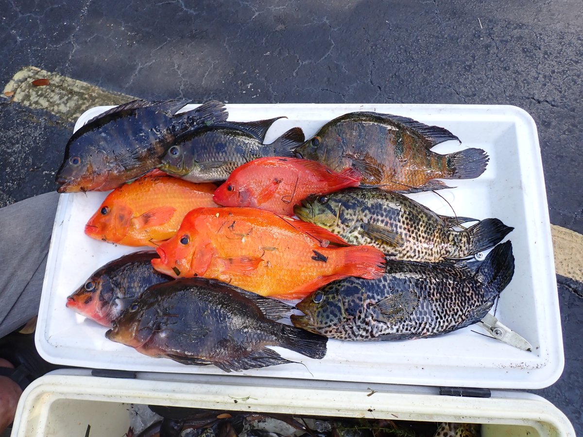 UMichEEB's tweet photo. Patricia Torres-Pineda, Ph.D. Student, and Randy Singer, Ph.D., Collection Manager for the Division of Fishes and Assistant Research Scientist, participated in this three-day event helping collect twenty non-native species.
#eeb #fishslam #nonnativefish 
https://t.co/jnc2LXJ8AY https://t.co/XwRRxpJAeQ