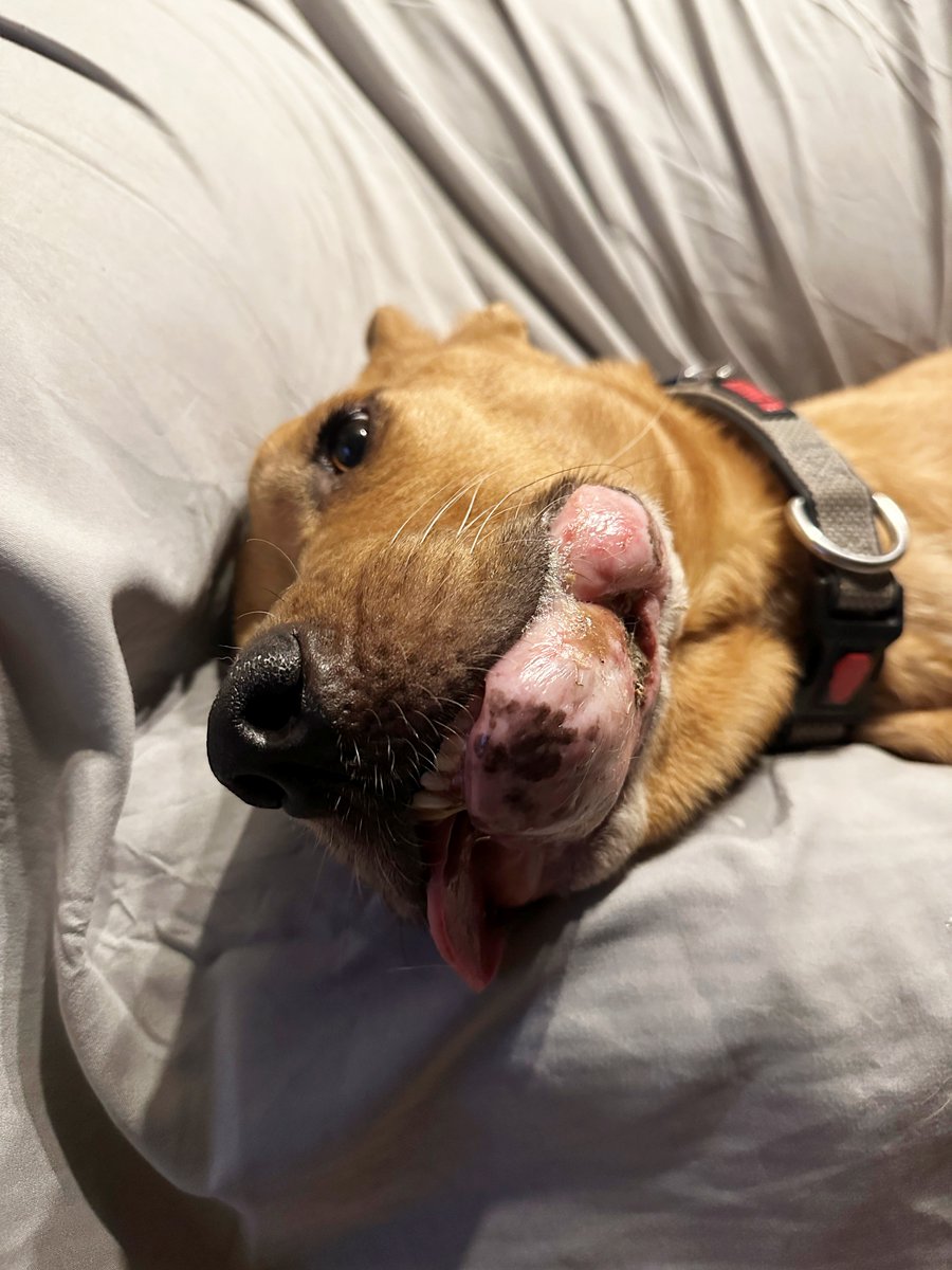 Bubbas (my dog) update Wed 4/19/23:
My little fur buddy is back at the veterinary oncologist today for another cleaning and examination of his mouth and evaluation by the vet on how he's doing. Despite how expensive these weekly visits are, this will continue until the oncologist