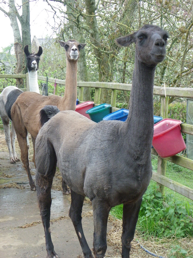 Golden Valley Llamas Hazelton gives her opinion of shearing #llama, #llamas oldkingstreetfarm.co.uk/hazleton-tells…