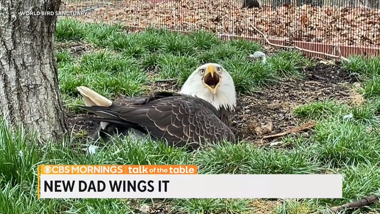 CBS Mornings on Twitter: "Murphy, a 31-year-old bald eagle, desperately ...