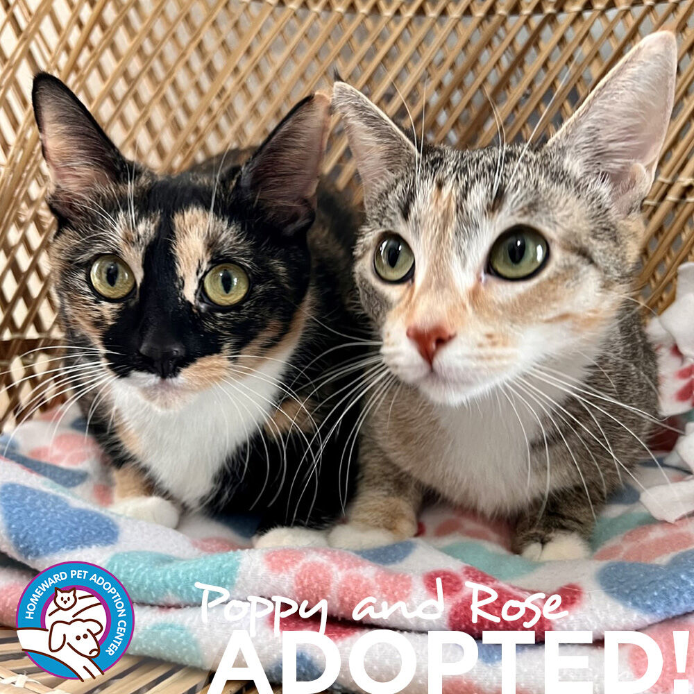 Last week was rockin'! We sent 25 pets home with their new families, including 9 kittens, 14
cats, and 2 dogs.