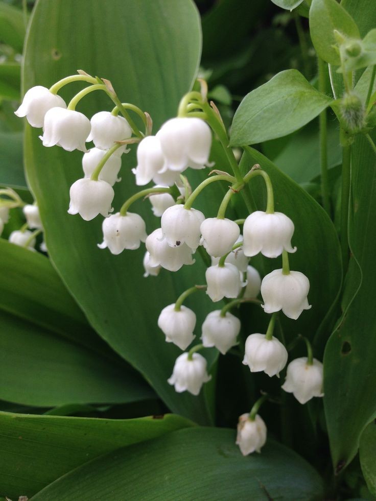 softdeIicacy's tweet photo. lily of the valley, ♡. https://t.co/rIgVAYkljz