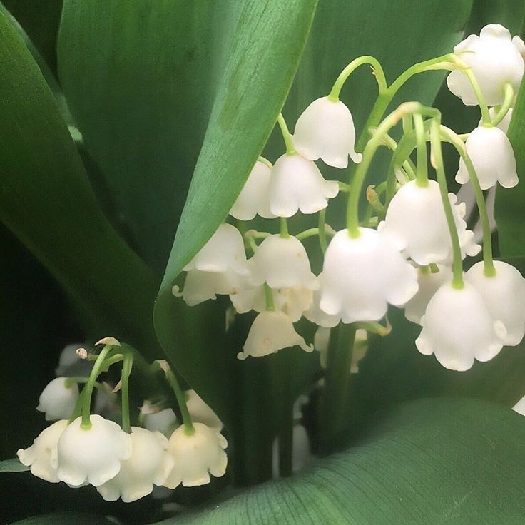softdeIicacy's tweet photo. lily of the valley, ♡. https://t.co/rIgVAYkljz