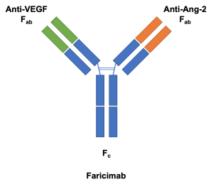 EstebanOrtizMD's tweet photo. 🎯 Faricimab es el primer anticuerpo biespecífico aprobado para el ojo,  dirigido a inhibir Ang-2 y VEGF-A, dos vías clave en enfermedades  retinianas. ¡Una innovación en el tratamiento de la DMAE neovascular y  el EMD! 💉👀  #DMAEn #EMD https://t.co/W7pDcv9Zys