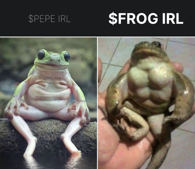 Frog tweet media