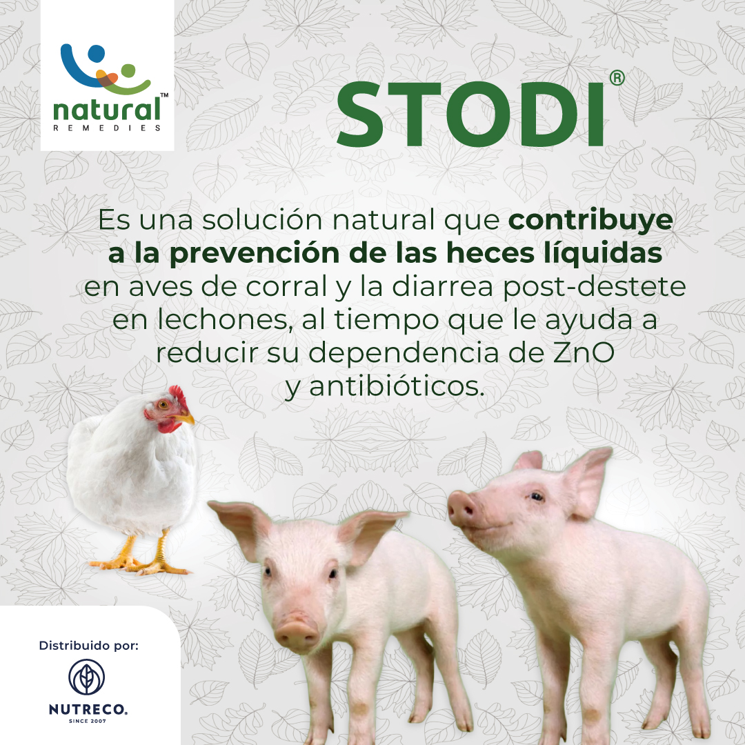 NutrecoSAS's tweet photo. Stodi® la alternativa verde para tus animales de granja:

🔹️Stodi® promueve alternativas más ecológicas para la producción avícola y porcina.

🔹️ Stodi® es seguro para la cadena alimentaria y respetuoso con el medio ambiente.

#NutrecoColombia #NutriciónAnimal https://t.co/u3JhejpPNX