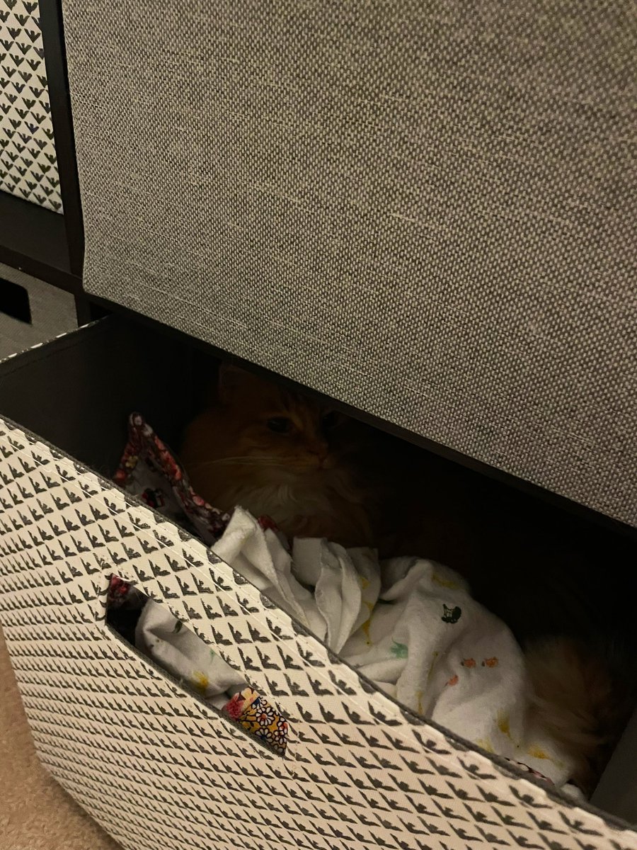 MurphyMurph_'s tweet photo. @allythe_cat Aley! Mine brudder haz a speshul quoob’! Yuo knead won’! I yam not shore why it habing babby bwankets’! https://t.co/NSIiFMtdAG