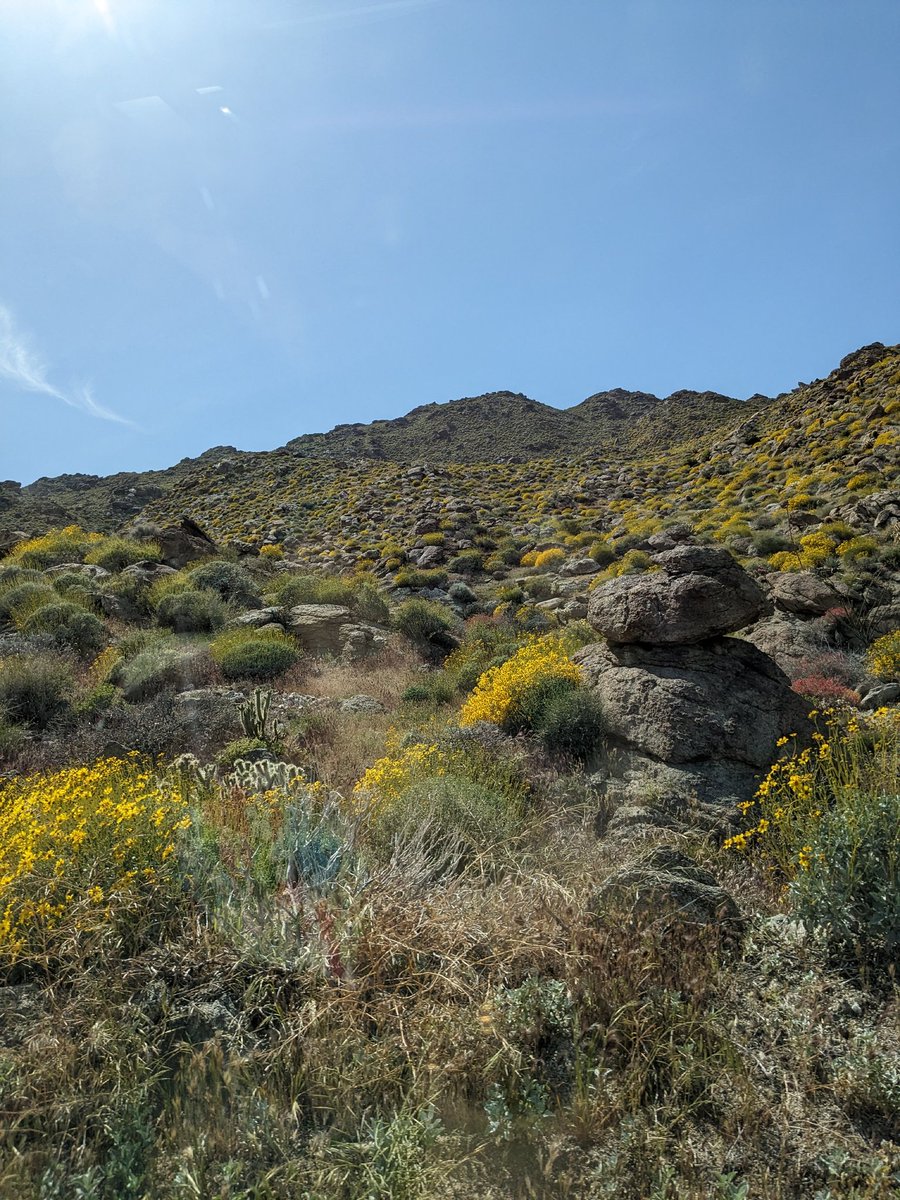 Wild Spirit Traveler tweet media