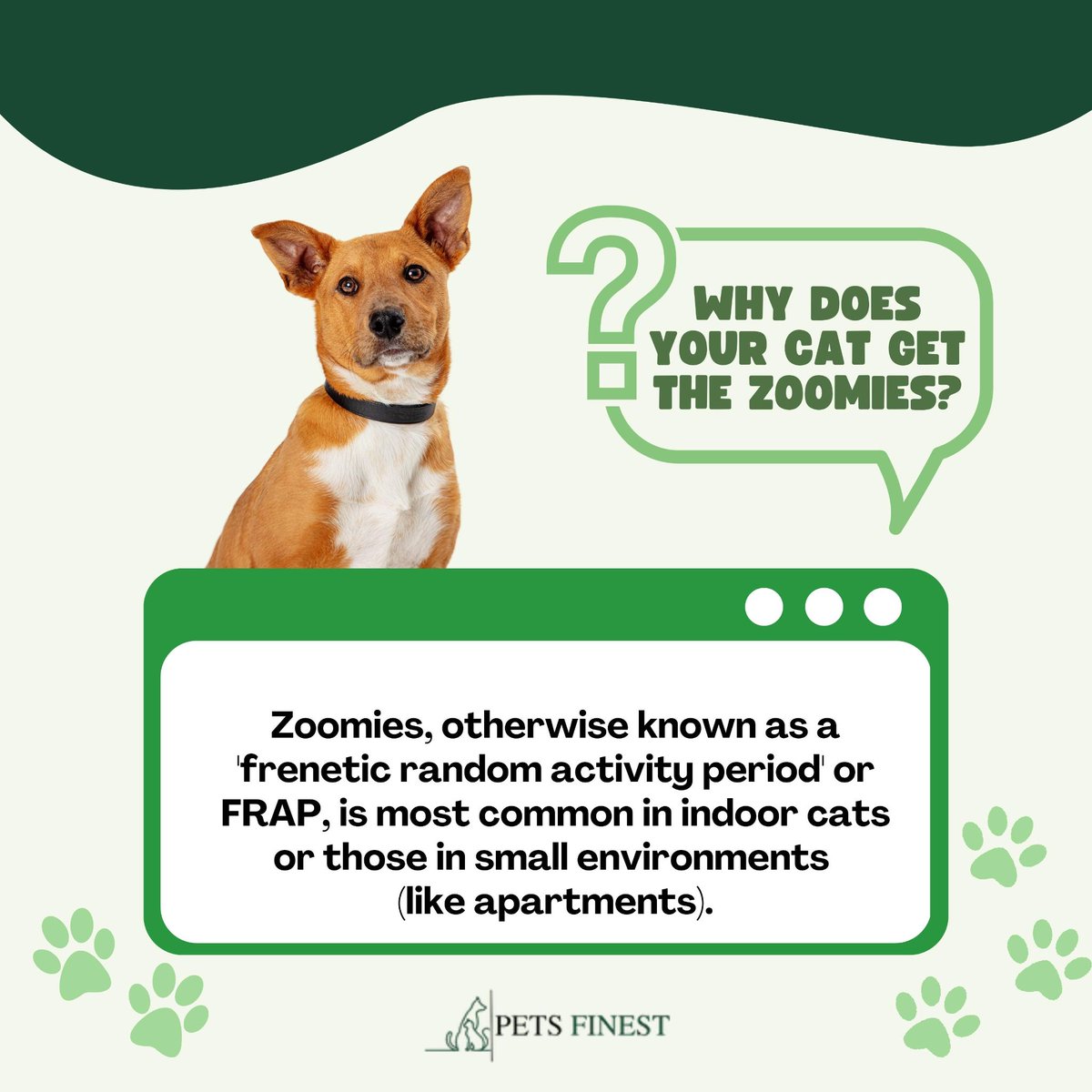 petsfinest's tweet photo. Is your cat suddenly racing around the house like they drank a gallon of coffee? It's just the zoomies! 🐈

🌐 https://t.co/7eDk4Nyq4K
.
#petsfinest #pets #pet #dogs #petsofinstagram #dog #dogsofinstagram #cats #animals #cute #petstagram #love #cat #puppy #catsofinstagram https://t.co/FZfuTLzebY