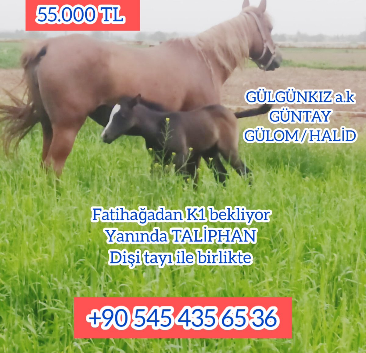 MetinMfg's tweet photo. Yanında #Taliphan Dişi tayı ile birlikte #FATİHAĞA'dan K1 bekliyor detaylar web sitemiz https://t.co/II9sDkfgI1 de↙️
https://t.co/bUCvdR9szM #horse #breeding #farm #farmlife #mareandfoal #ArabianHorses @varmitalip @AtcilikKtp @TahminciAga 📞0 545 435 65 36 https://t.co/1tfP3laCGJ