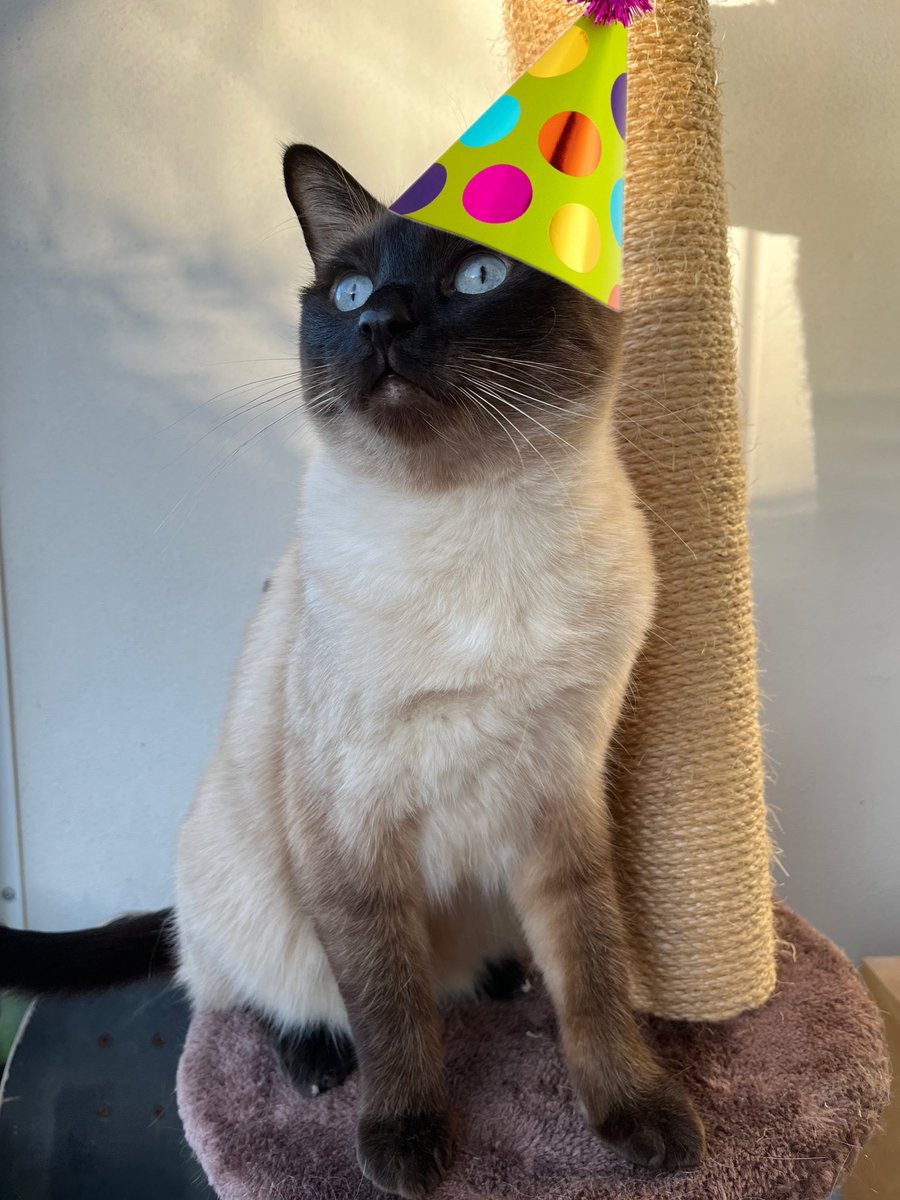 Reni_Chan6's tweet photo. Tänään juhlitaan Amon 5v synttäreitä! 🥳 https://t.co/2VII8e1jnE