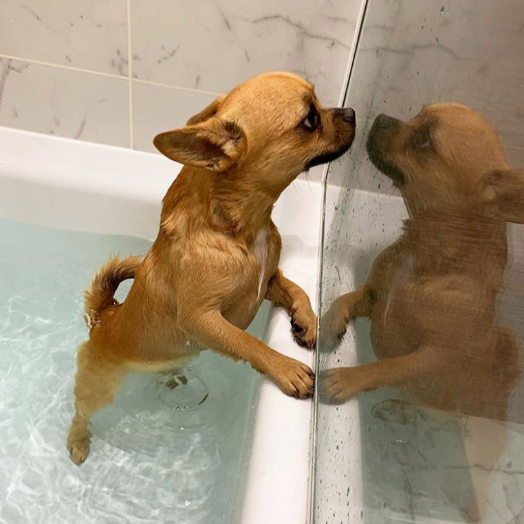 DogsLoveHownd's tweet photo. "Wow my fur looks amazing!" This pup can't believe how gorgeous they look! 😍🥰
•
•
#crueltyfree #HOWND #ethical #HappyHownders #dogsofinstagram #allnatural #grooming #doggroominglife #doggroomingofinstsagram #doggroominguk #doggroomingsalon #dogs #doggroomin... https://t.co/kuLzHPsvfq