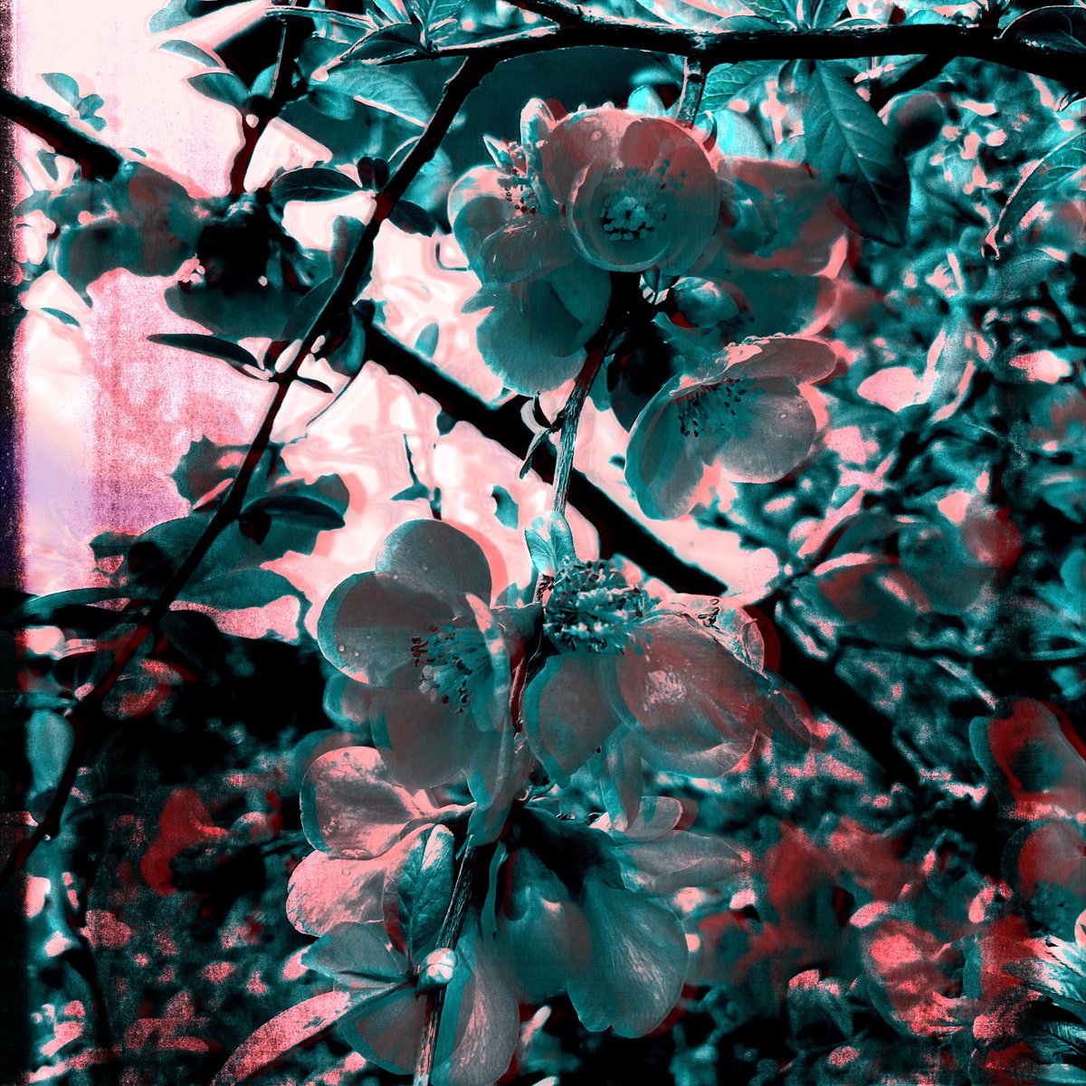 sdetroy's tweet photo. Spring has sprung
And that includes my Quince
Future #NFTs ?
#SpringFlowers #oregonspring #inmyyard https://t.co/uVLRpwBzHQ