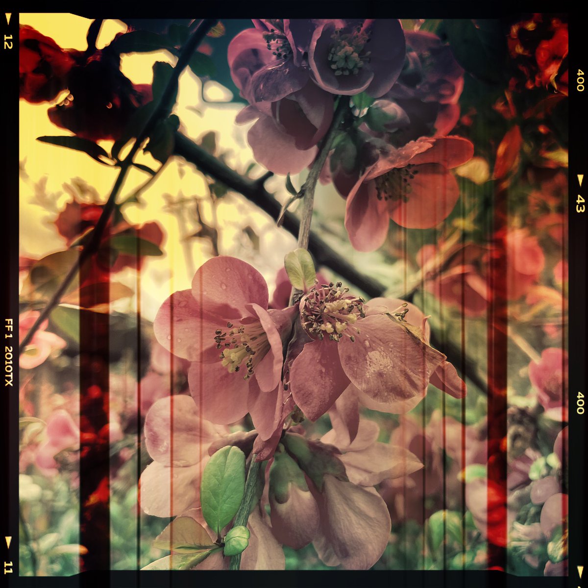 sdetroy's tweet photo. Spring has sprung
And that includes my Quince
Future #NFTs ?
#SpringFlowers #oregonspring #inmyyard https://t.co/uVLRpwBzHQ