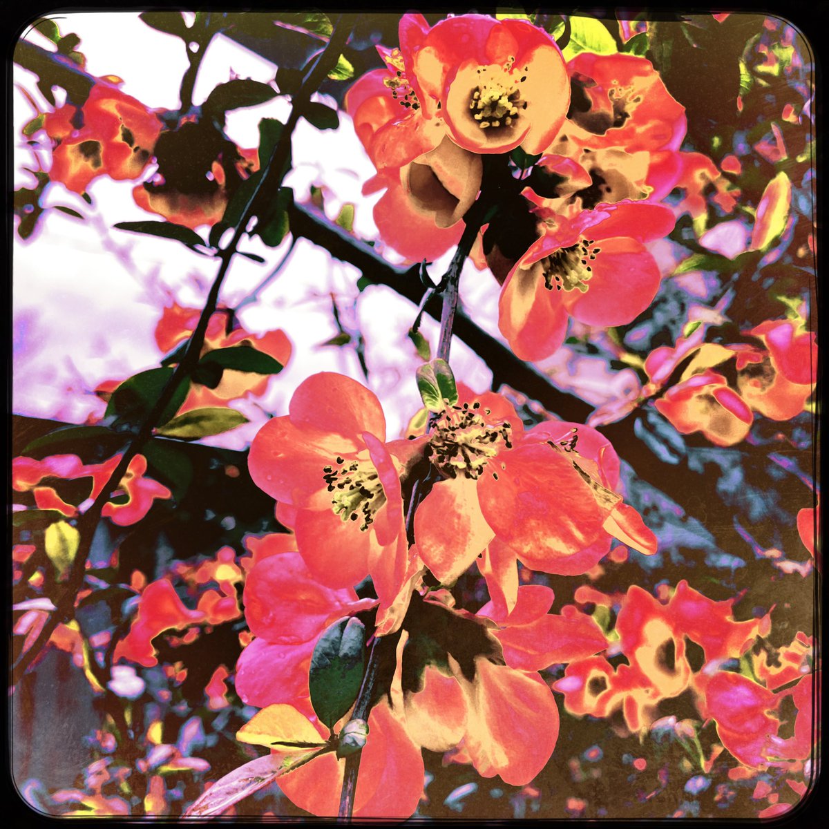 sdetroy's tweet photo. Spring has sprung
And that includes my Quince
Future #NFTs ?
#SpringFlowers #oregonspring #inmyyard https://t.co/uVLRpwBzHQ