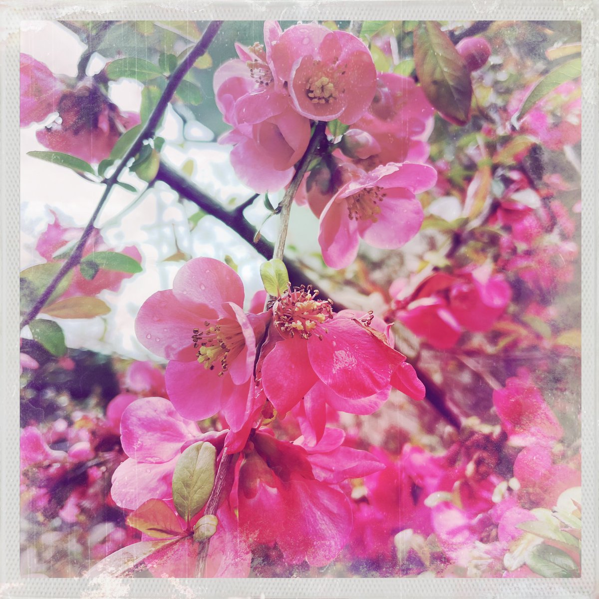 sdetroy's tweet photo. Spring has sprung
And that includes my Quince
Future #NFTs ?
#SpringFlowers #oregonspring #inmyyard https://t.co/uVLRpwBzHQ