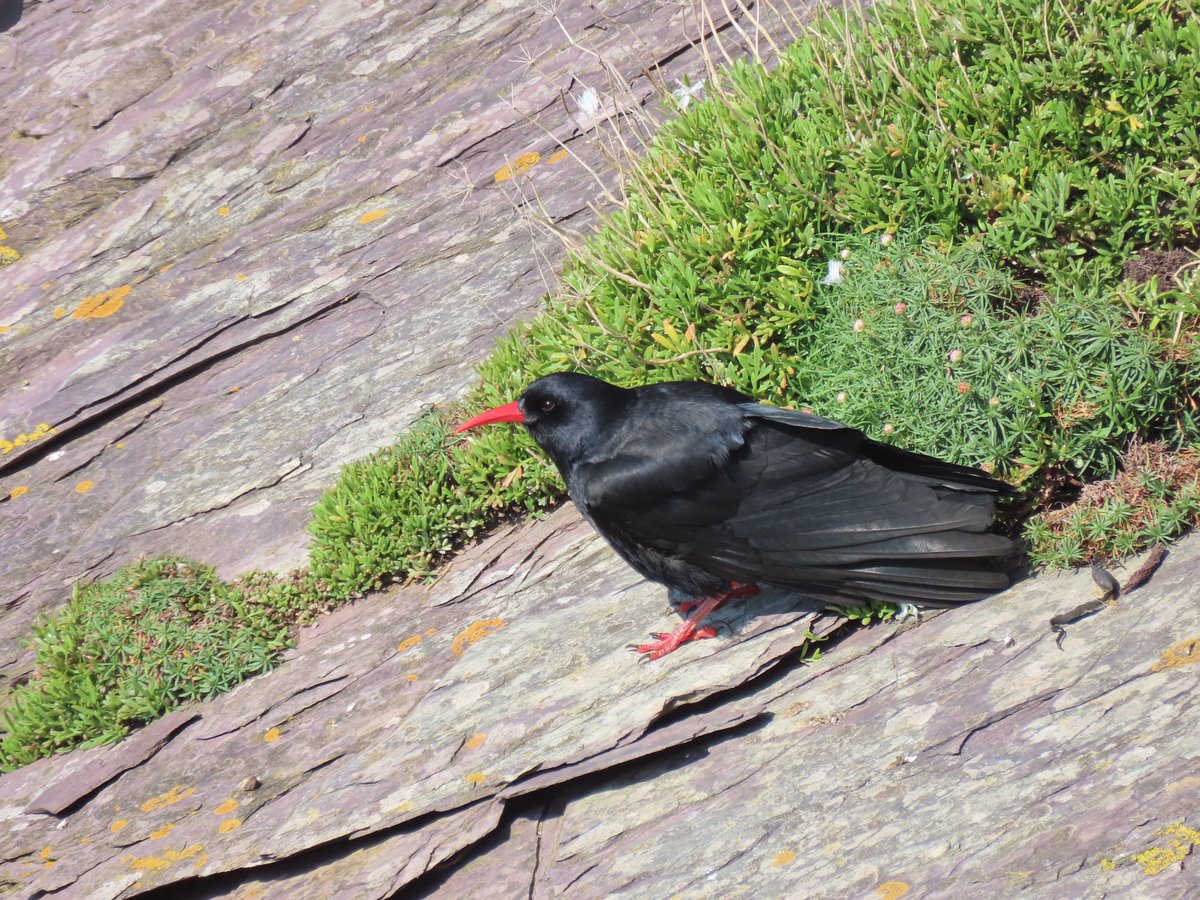 RHbury's tweet photo. Never know what surprises you’ll find when walking the SW Coast Path - around Polzeath area #cornwallwildlifetrust https://t.co/fa2EQk3Shu