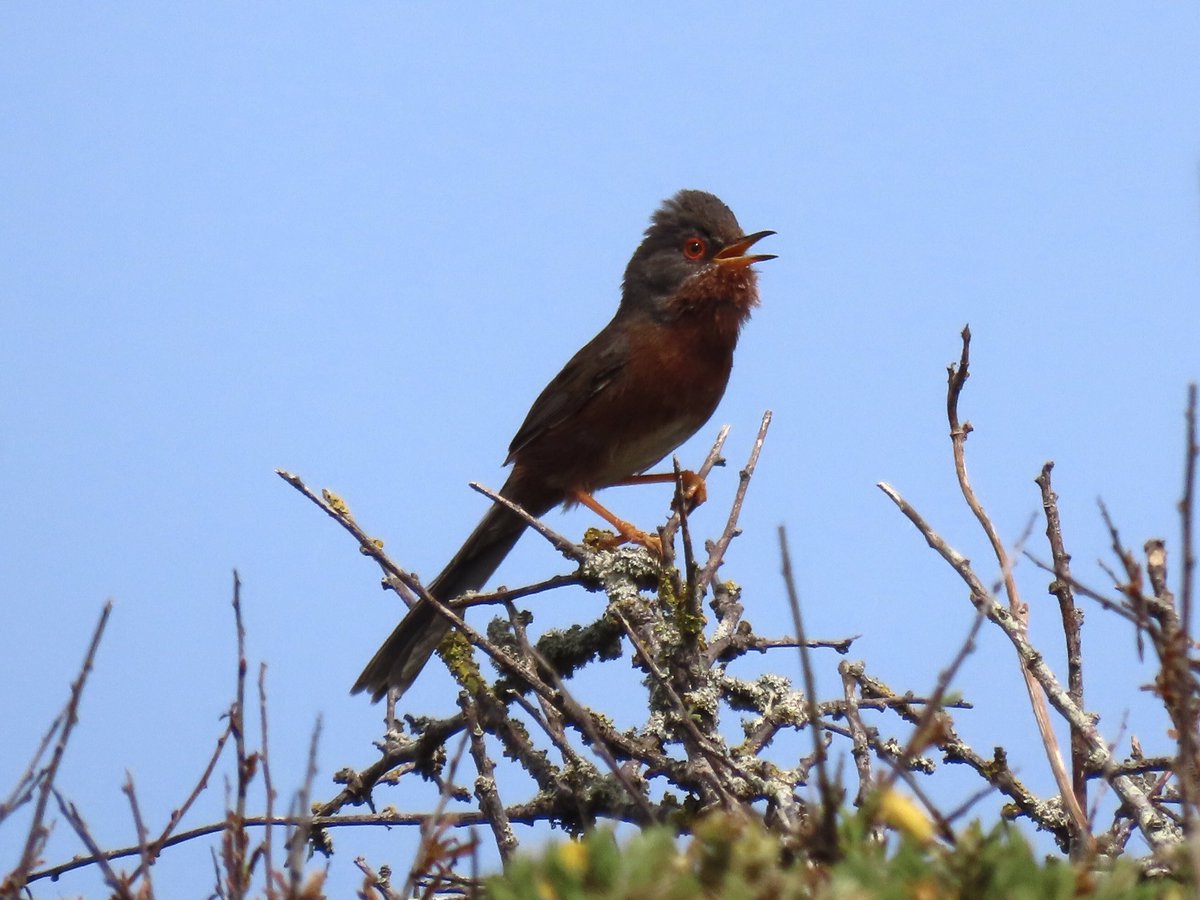 RHbury's tweet photo. Never know what surprises you’ll find when walking the SW Coast Path - around Polzeath area #cornwallwildlifetrust https://t.co/fa2EQk3Shu