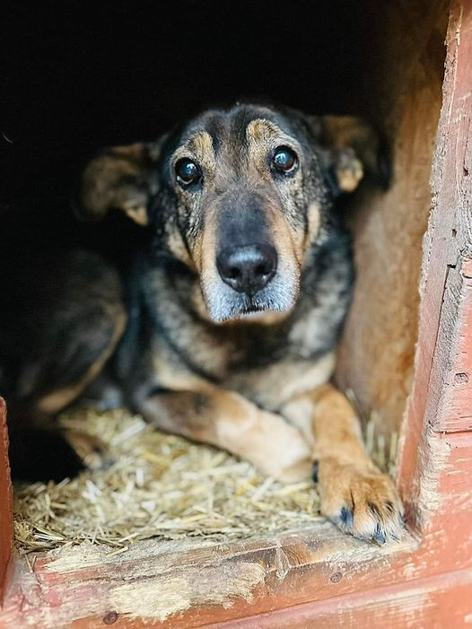 FranoiseDomino1's tweet photo. Je t'en supplie J'ai vraiment arrêté de croire que je vais m'en sortir Je ne veux pas mourir dans un refuge Je voulais tellement une maison.C'est probablement la DERNIÈRE CHANCE.Aidez-moi à survivre PARTAGEZ SVP En savoir plus sur lui https://t.co/Wv4Z6gjgTc https://t.co/9M7Dz3JwKs