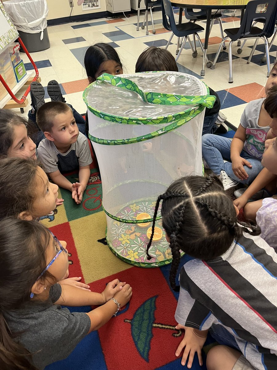 WrenRJackson's tweet photo. ‼️Breaking news, room 106 now has two butterflies! We were able to watch butterfly #2 hatch right before lunch. 🦋

Now I have some quiet kiddos, hoping their table gets to be the butterfly sitters for the day. 

@CCISDSanders https://t.co/23Ds65pac1