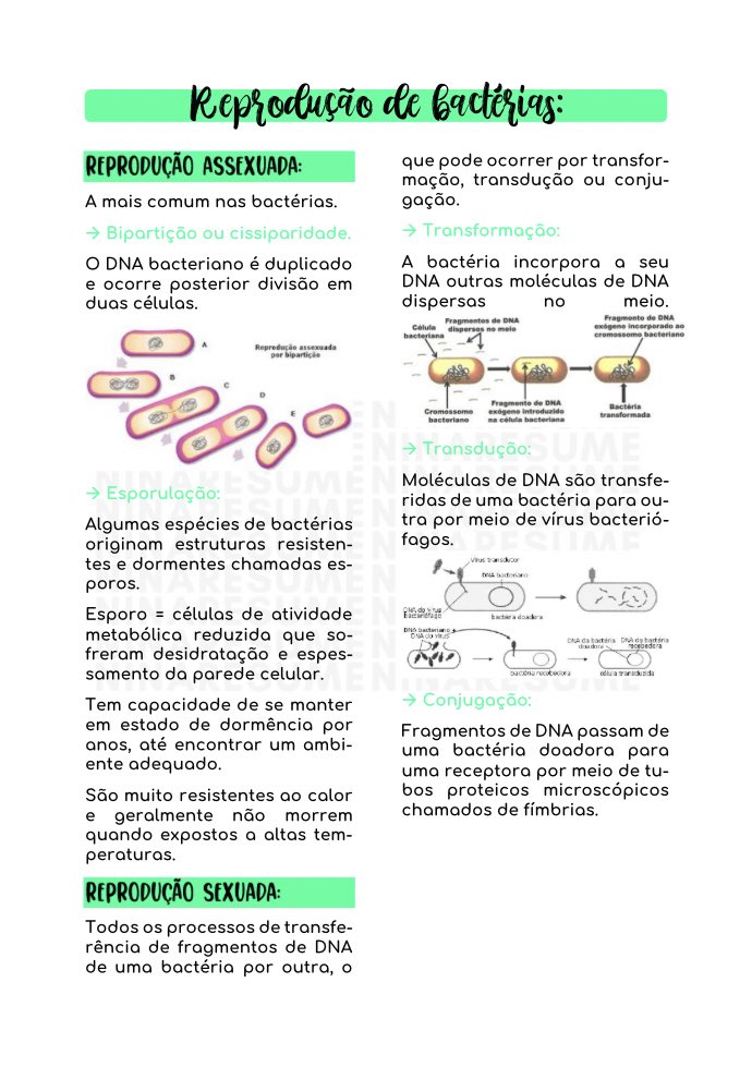 naaestuda's tweet photo. 🦠• reprodução de bactérias | resumo
#biologia #studytwt 

- reprodução assexuada e sexuada 
- ilustrado <3 https://t.co/04YGssiStV