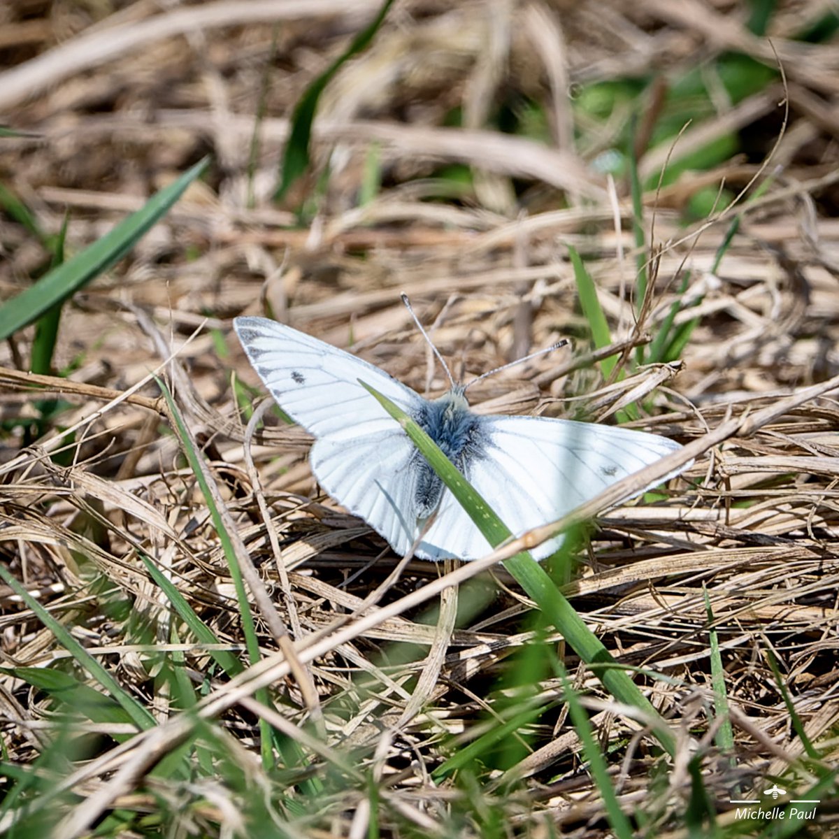 Saw a couple of butterflies on my travels today. A Peacock and a Green-veined White (I think). 

#TwitterNatureCommunity #TwitterNaturePhotography #Butterflies #naturelover #Naturephography