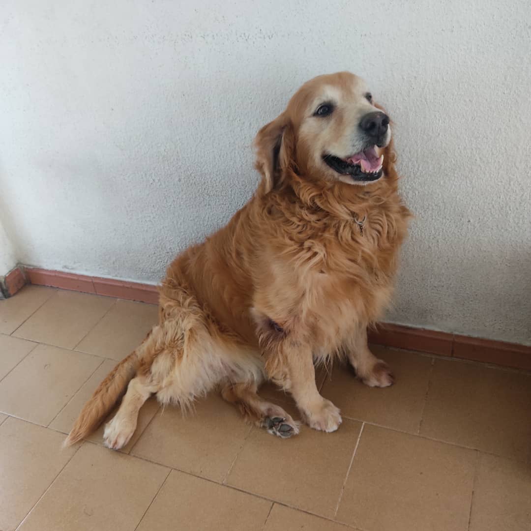 PerroUsuario's tweet photo. Reporta @infinitoanimal2: 🚨 URGENTE POR FAVOR NECESITA UN HOGAR EN CCS  QUE LE DEN RESPETO AMOR LA DUEÑA MURIO Y EL HIJO NO LO QUIERE VAN A VENDER LA CASA MÁS INF  0412-3003593  https://t.co/5NI8y0ZsOh