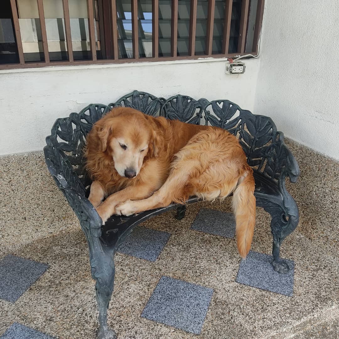 PerroUsuario's tweet photo. Reporta @infinitoanimal2: 🚨 URGENTE POR FAVOR NECESITA UN HOGAR EN CCS  QUE LE DEN RESPETO AMOR LA DUEÑA MURIO Y EL HIJO NO LO QUIERE VAN A VENDER LA CASA MÁS INF  0412-3003593  https://t.co/5NI8y0ZsOh