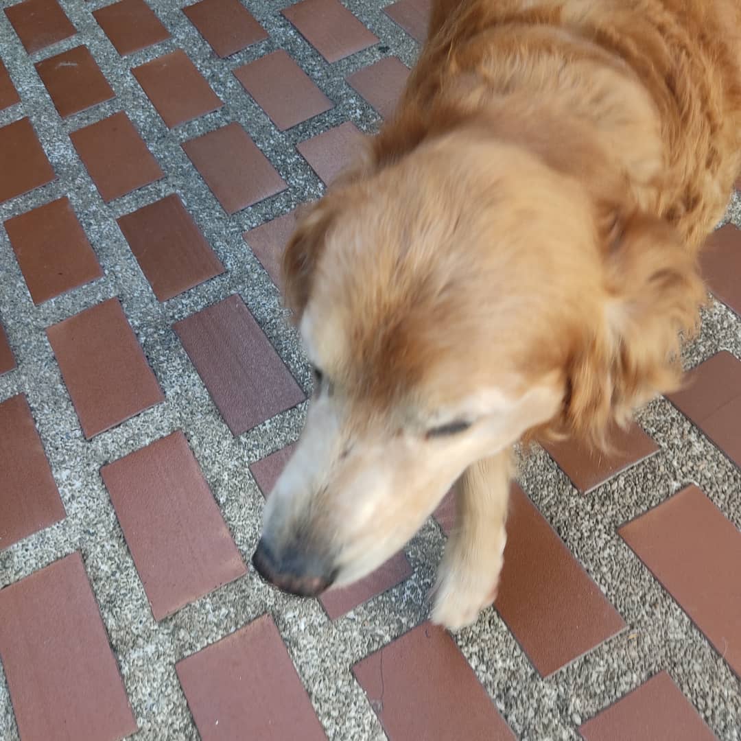 PerroUsuario's tweet photo. Reporta @infinitoanimal2: 🚨 URGENTE POR FAVOR NECESITA UN HOGAR EN CCS  QUE LE DEN RESPETO AMOR LA DUEÑA MURIO Y EL HIJO NO LO QUIERE VAN A VENDER LA CASA MÁS INF  0412-3003593  https://t.co/5NI8y0ZsOh