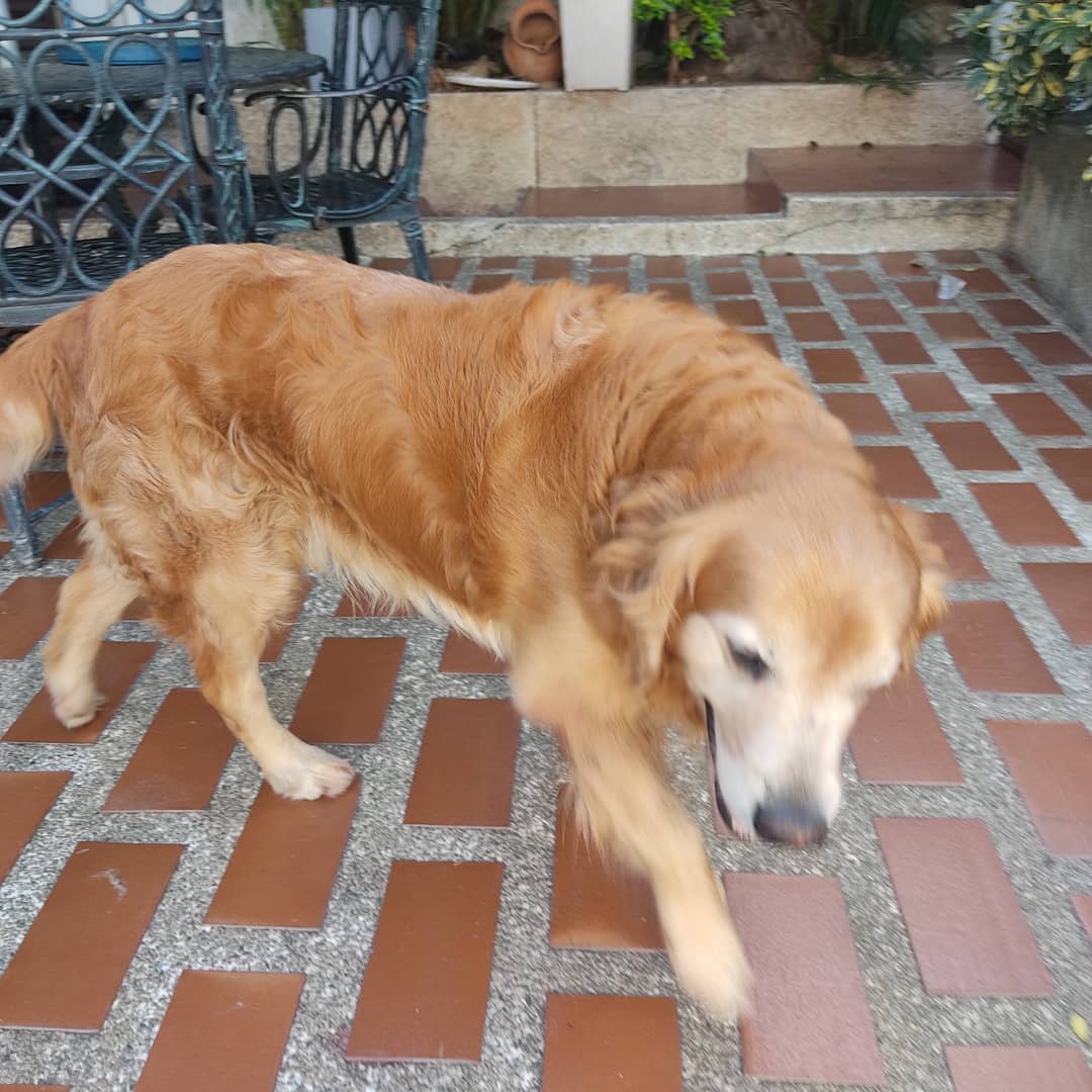 PerroUsuario's tweet photo. Reporta @infinitoanimal2: 🚨 URGENTE POR FAVOR NECESITA UN HOGAR EN CCS  QUE LE DEN RESPETO AMOR LA DUEÑA MURIO Y EL HIJO NO LO QUIERE VAN A VENDER LA CASA MÁS INF  0412-3003593  https://t.co/5NI8y0ZsOh