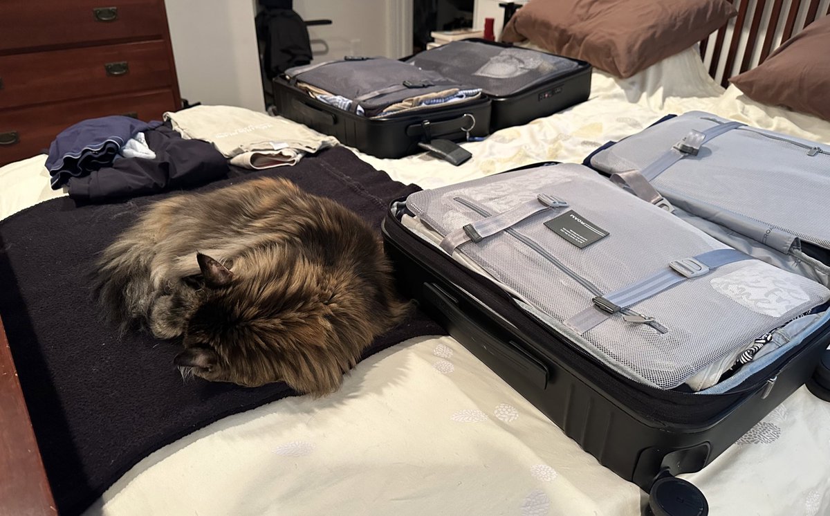 johnswart's tweet photo. Someone may suspect her humans are planning a trip. #mainecoons #travel #johnwanders https://t.co/NcvAZ4PCH5