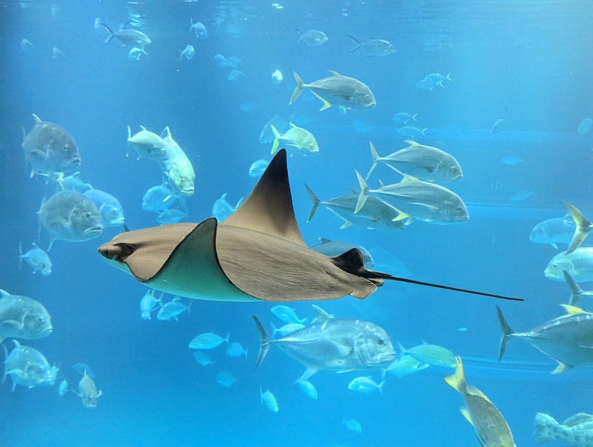 Smitty.mambo🔺 tweet media