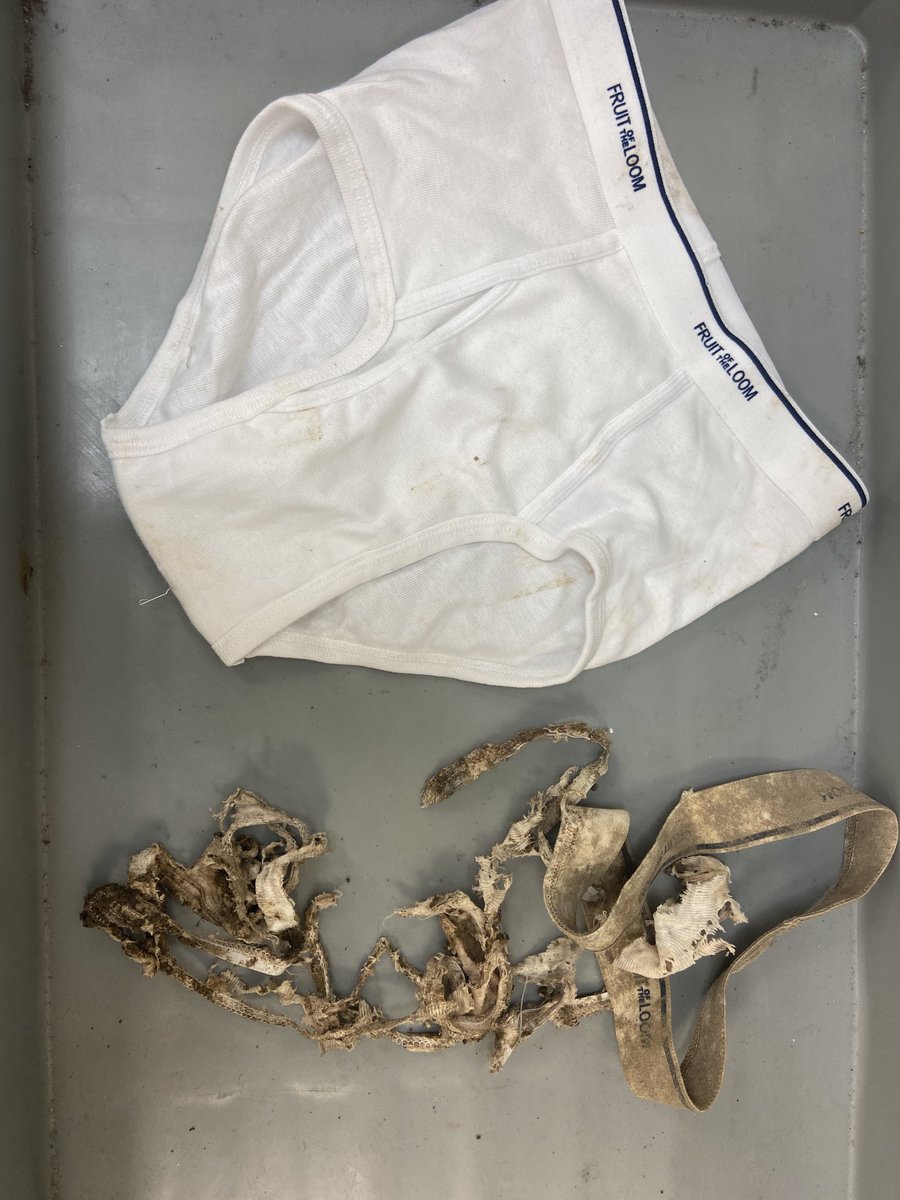 MeganWatt93's tweet image. APES students, after intense waiting, revealed their results from the “soil your undies lab”! The decomposition is a simple, affordable, and a accessible way to gauge soil productivity! #DiggingIn #GoGreen #GoGreenmen