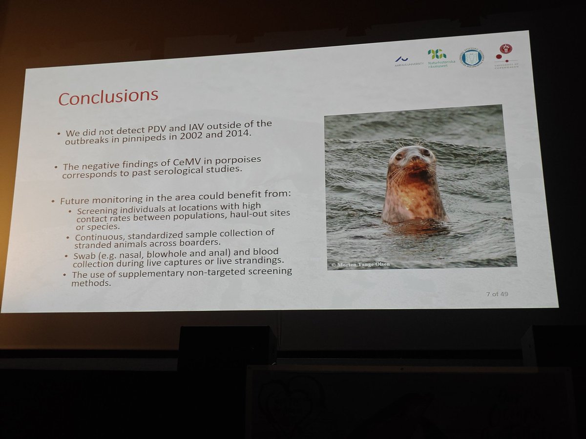 PorpoiseLady's tweet image. Porpoises tested negative for both. 

#ECSconference2023