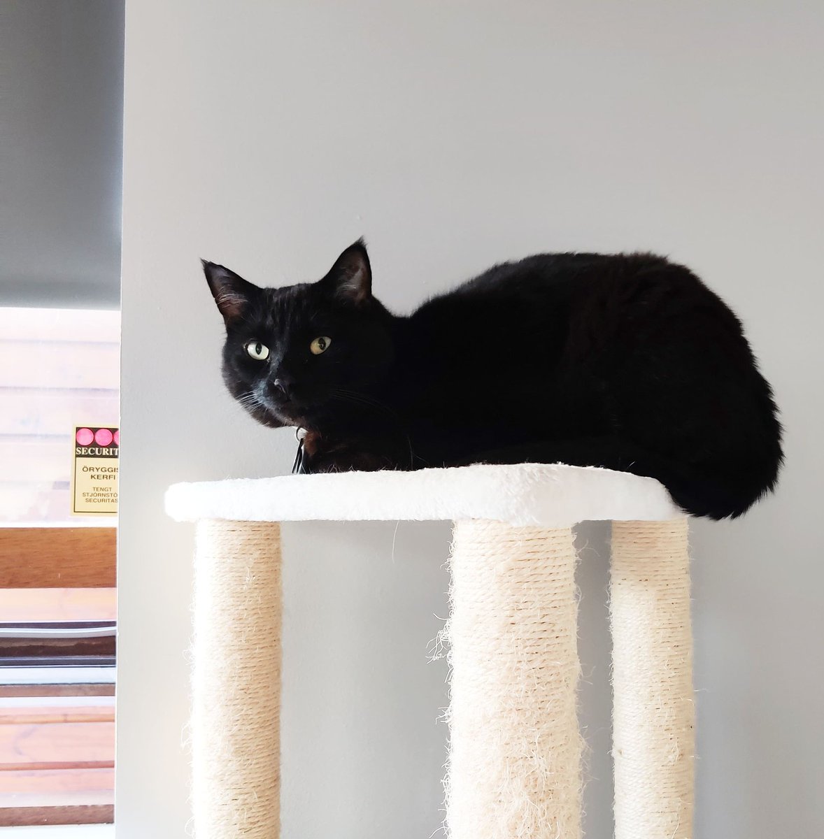 Afmælisbarn dagsins er Skuggi. Áhugamál hans eru matur, knús og klapp. Persónutöfrar hans mótuðust sem heimilislaus á götum Seltjarnarness en nýtast líka til að fá tvöfaldan morgunmat í úthverfinu. Hann býður ykkur öllum í veislu en bara ef þið komið með mat.