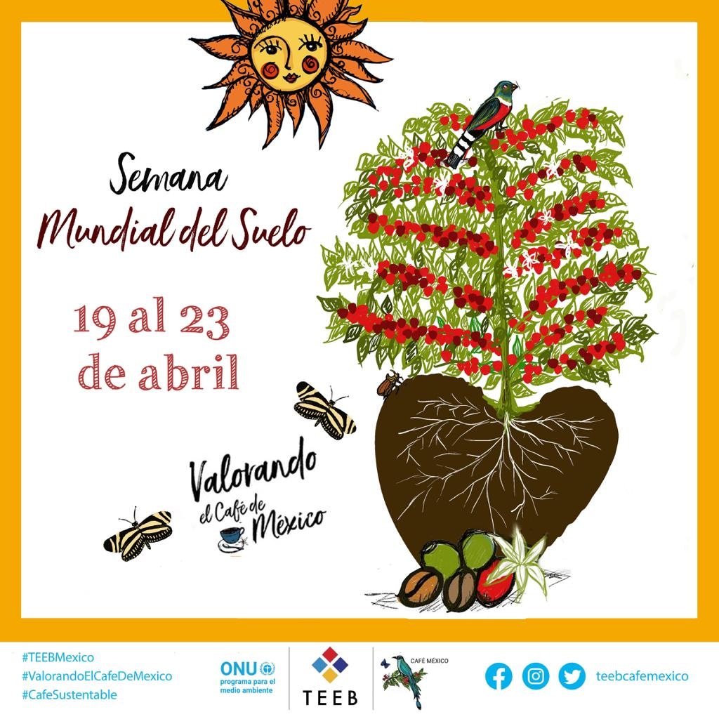 teebcafemexico's tweet photo. El suelo es sumamente importante ya que es el primer sistema en el que vive la planta.
El buen uso y conservación del suelo mantendrá la humedad y nutrientes necesarios para el café. 
Una planta de café es como una persona, si se nutre apropiadamente prospera. https://t.co/ylrJKjxfbC