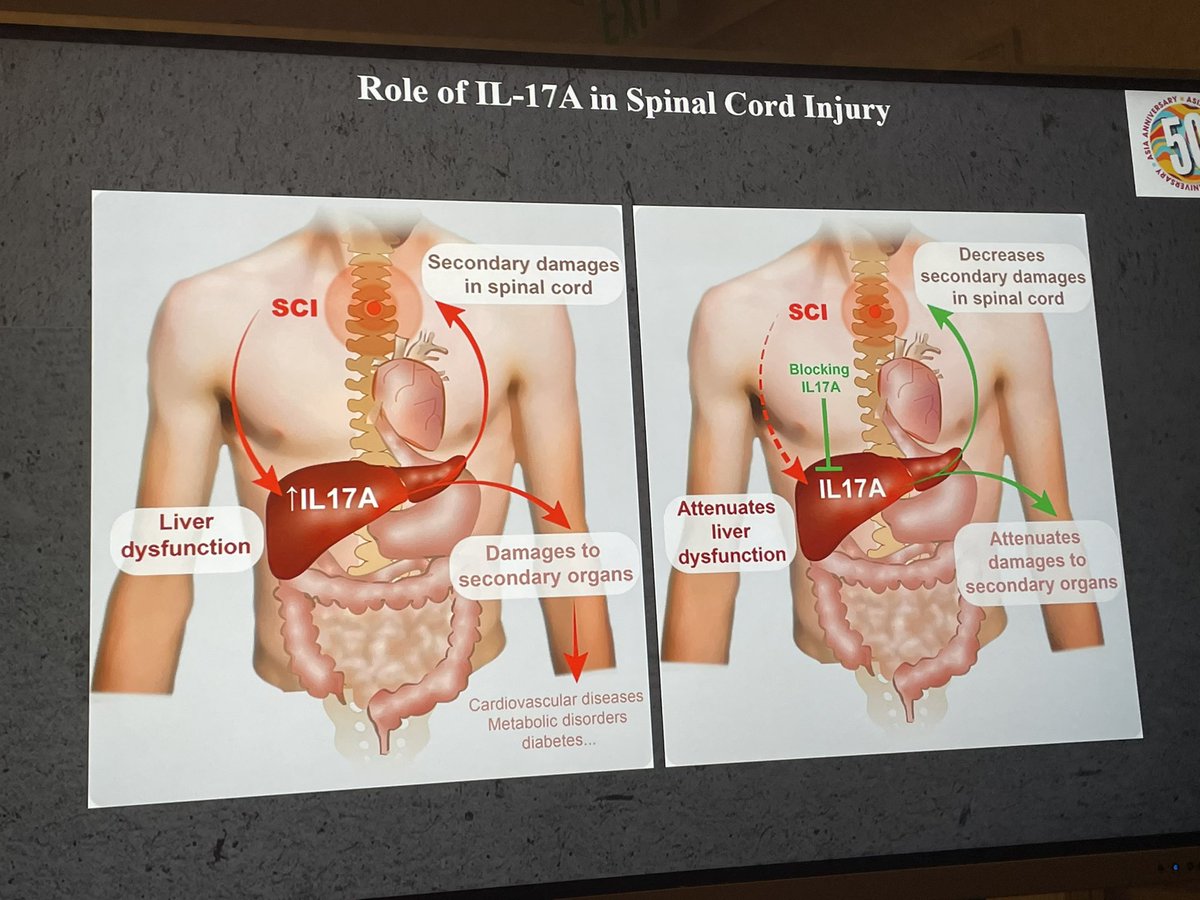 smitheimearm's tweet image. #ASIA2023atl Interesting TRIP session on neurogenic obesity &amp;amp; metabolic changes after #SCI - a huge challenge for clinicians in the long term health management of people with #SCI - hopefully in time, collaborations like these will help inform practice @GeoffroyLab @ASIA_spine