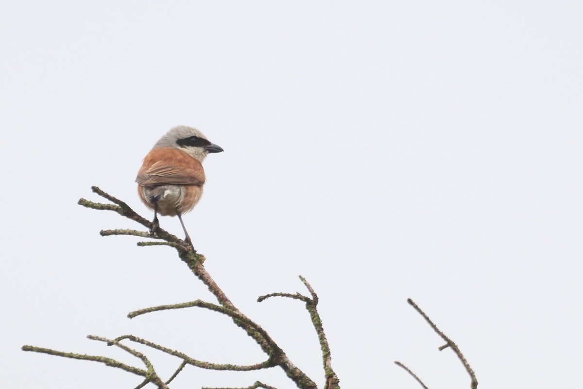 Wil je meer leren over de vogels in het Park? Ga dan mee op vogelexcursie met een natuurgids dit weekend om te ontdekken hoe je vogels kan herkennen aan hun geluid en uiterlijk. Wil je meer weten of reserveren? Kijk dan op: hogeveluwe.nl/nl/agenda/voge…

Foto door: Tijmen Majoor