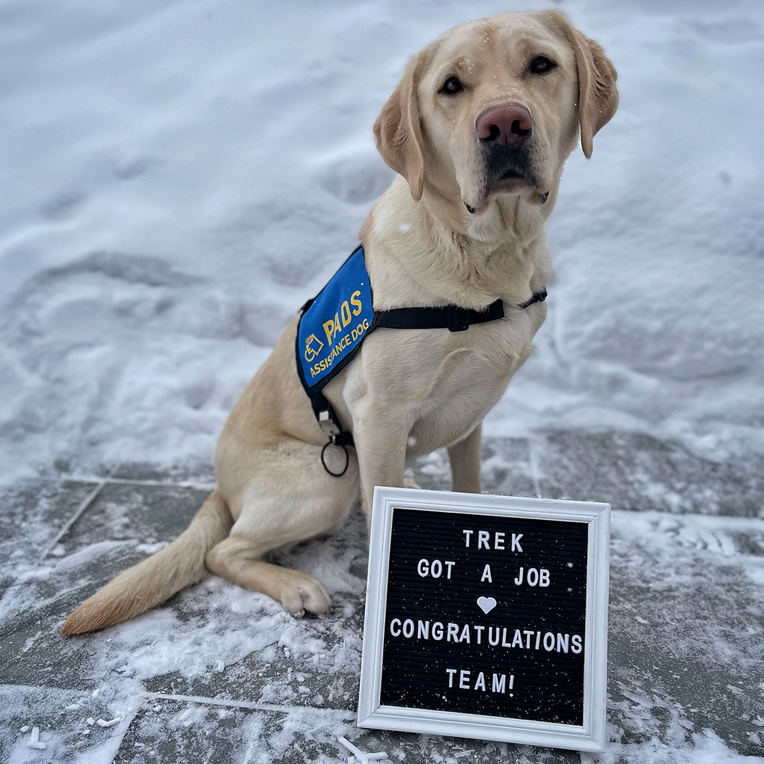 PADSdogs's tweet photo. The tremendous Trek got a job! He passed his pre-placement testing and has been matched with a client. Congratulations to PADS Trek and his amazing village for their time, heart & commitment! #LifeInTheBlueVest #DogsWithJobs #PADSDogs #PADSCalgary https://t.co/2f5gODyLtP