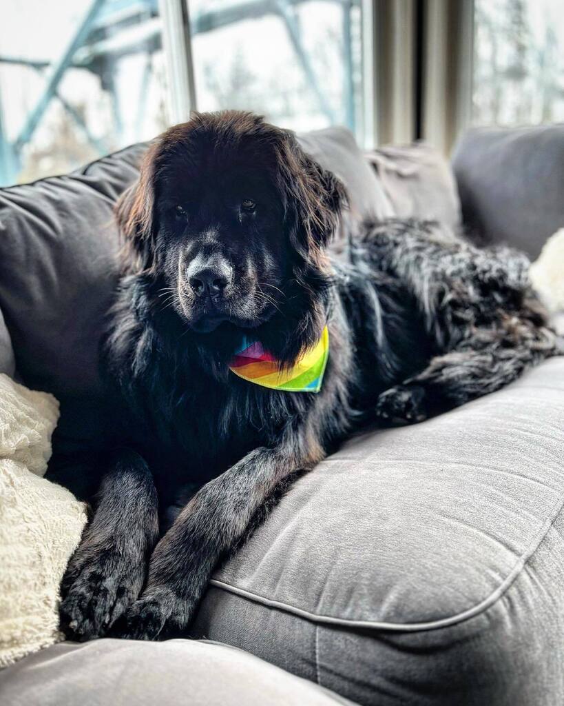 Sounder is feeling fancy after her first trip to the spa! Thanks <a href="/windham/">Bryan Windham</a>.house 😍😍😍