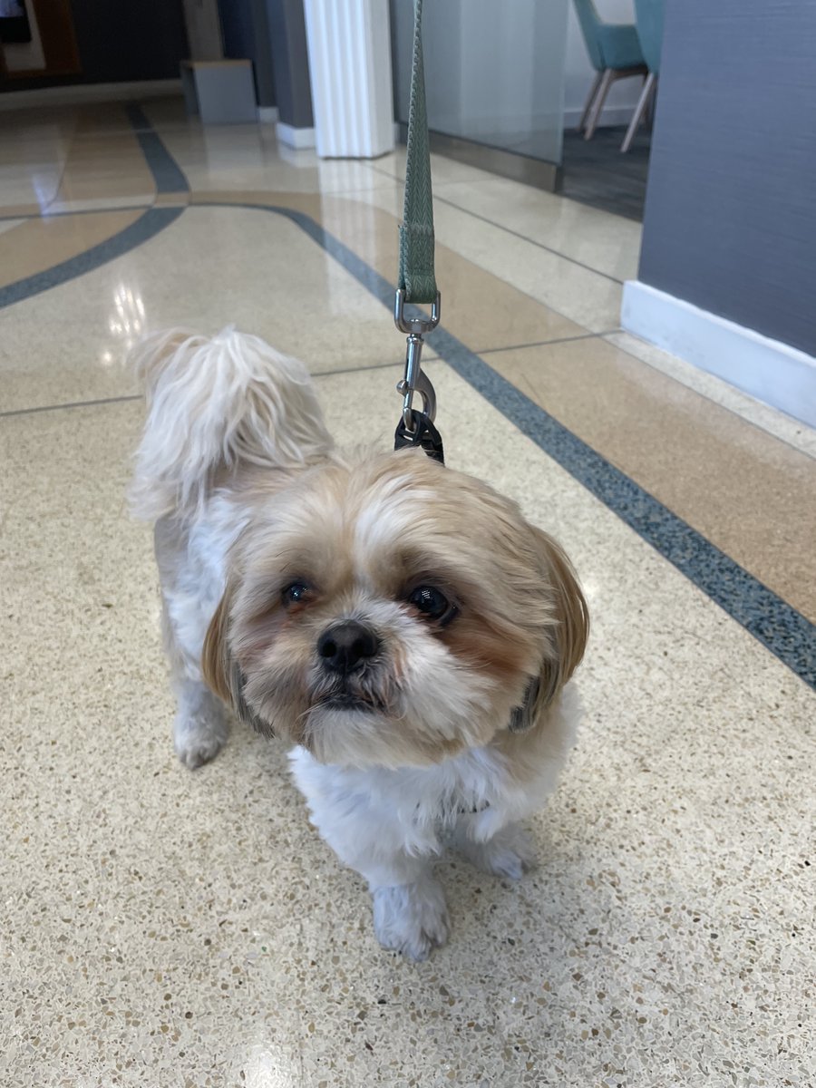 ParamountFL's tweet photo. Say hello to The Paramount On Lake Eola Pet Resident, Schwartz!

#WeLoveOurPetResidents #OrlandoPets #furryfriends #petpals #PetFriendly #Community #LoveWhereYouLive #Orlando #Luxuryrentals #LiveParamount https://t.co/nc7MI5AITq
