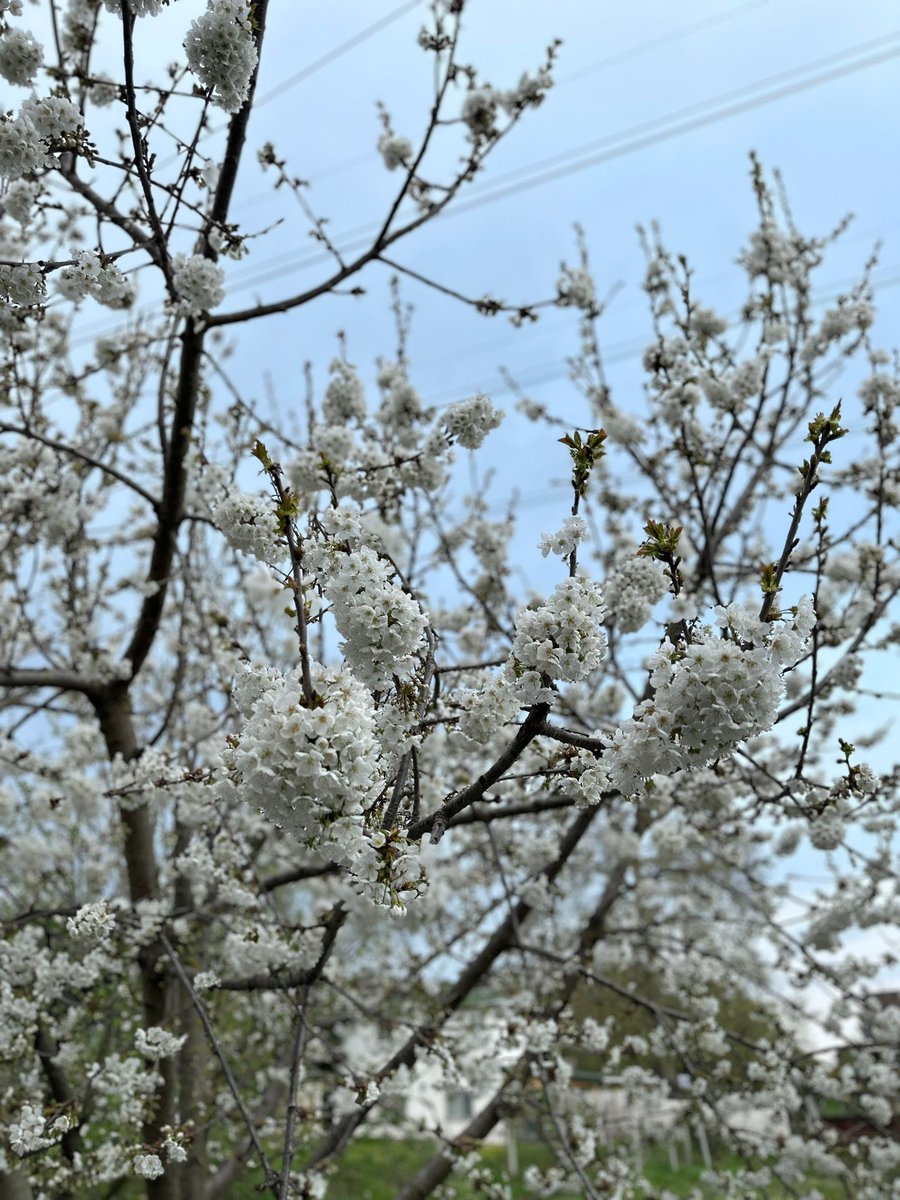 Beyaz çiçekler zamanı…

📍Çatalca