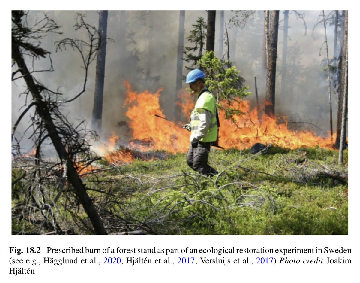 Due to intensive logging, very few unaltered forests remain globally. 🌎

Chap. 18 explains how restoration of boreal forests' complexity through the emulation of natural disturbances benefits #Biodiversity. 

link.springer.com/chapter/10.100…

✏️Joakim Hjältén &amp; Martijn Versluijs
