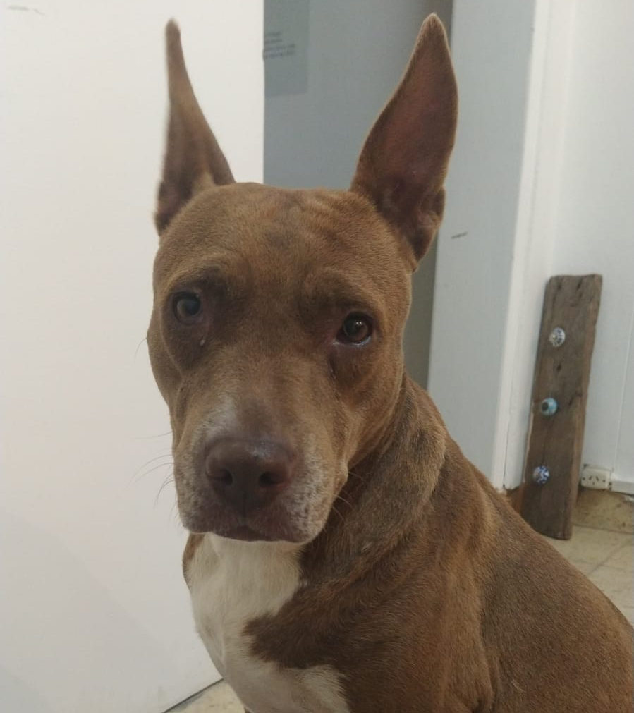 florr_47's tweet photo. Encontré esta perrita en Pergamino. No aparecen sus dueños, necesita tránsito u adopción super responsable. No puedo quedármela. Es super buena y cariñosa. Por favor RT https://t.co/OcderGhHsF