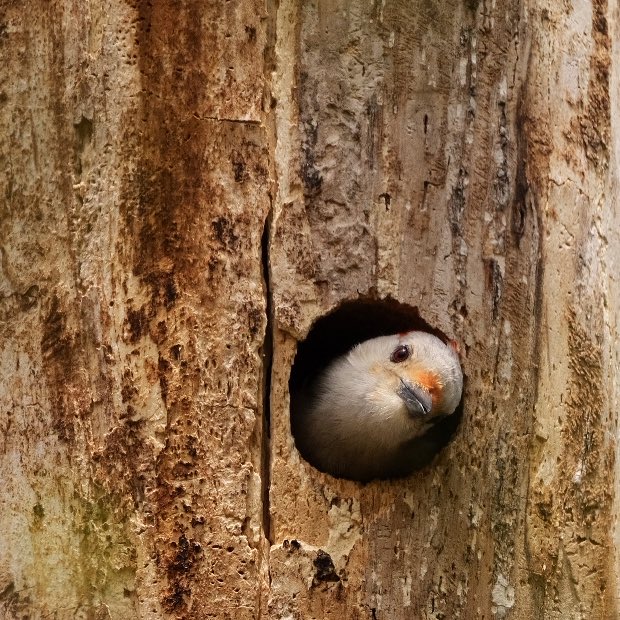 Red bellied woodpecker female at the nest . I noticed how she came out to mate and will go back to the cavity right away to protect it. Looking forward to see babies #redbelliedwoodpecker #spring #whatalexshot2 #birdcpp