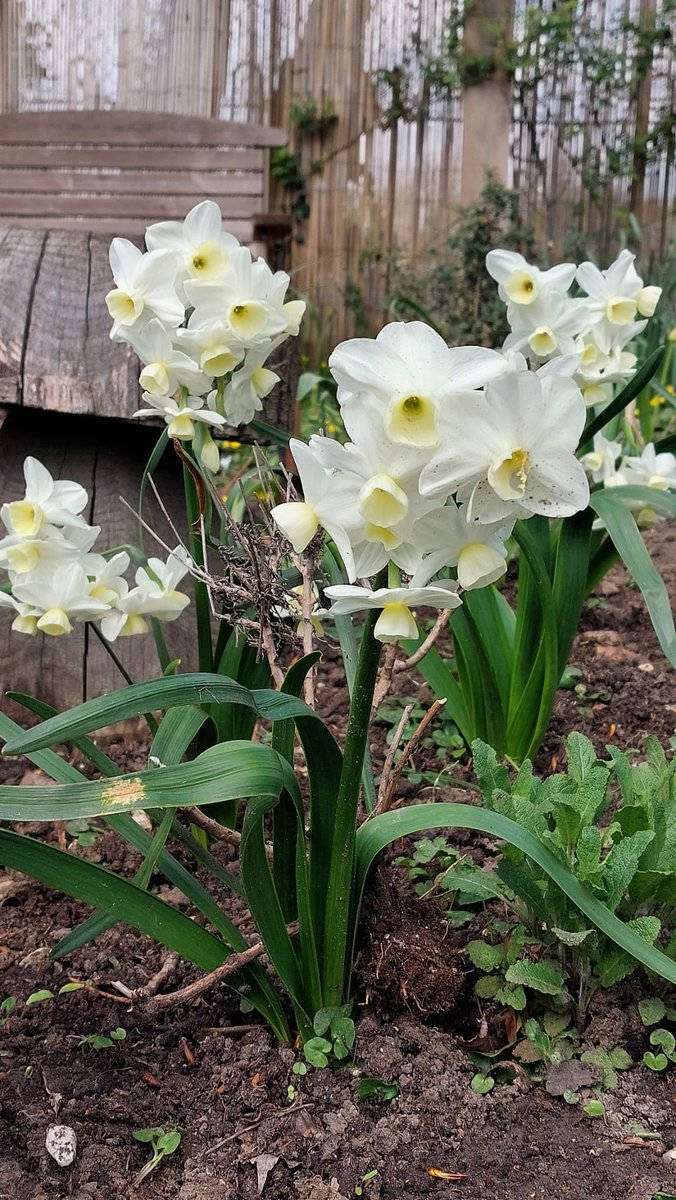 leatherheadhub's tweet photo. Spring has well and truly arrived at our Community Garden! 🌿🌼🌸🌻
#community #communitygarden #communitygardens #communitygardeners #flowers #flowerstagram #gardening https://t.co/5Y07za6bIA