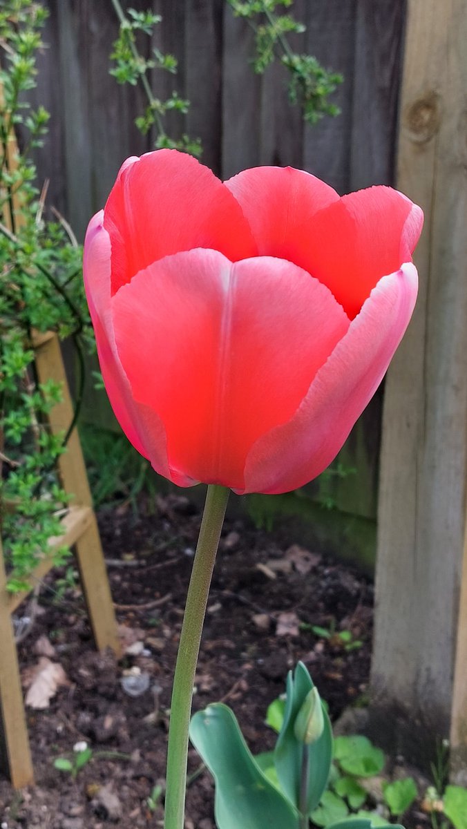 leatherheadhub's tweet photo. Spring has well and truly arrived at our Community Garden! 🌿🌼🌸🌻
#community #communitygarden #communitygardens #communitygardeners #flowers #flowerstagram #gardening https://t.co/5Y07za6bIA
