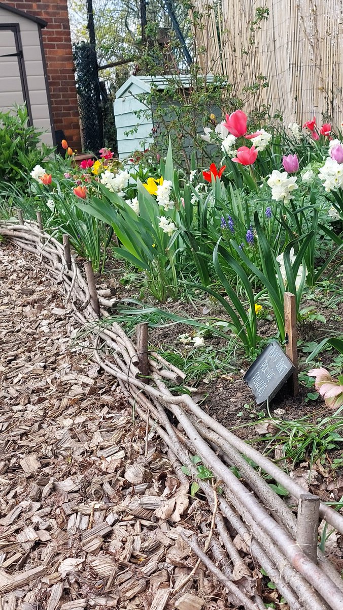 leatherheadhub's tweet photo. Spring has well and truly arrived at our Community Garden! 🌿🌼🌸🌻
#community #communitygarden #communitygardens #communitygardeners #flowers #flowerstagram #gardening https://t.co/5Y07za6bIA