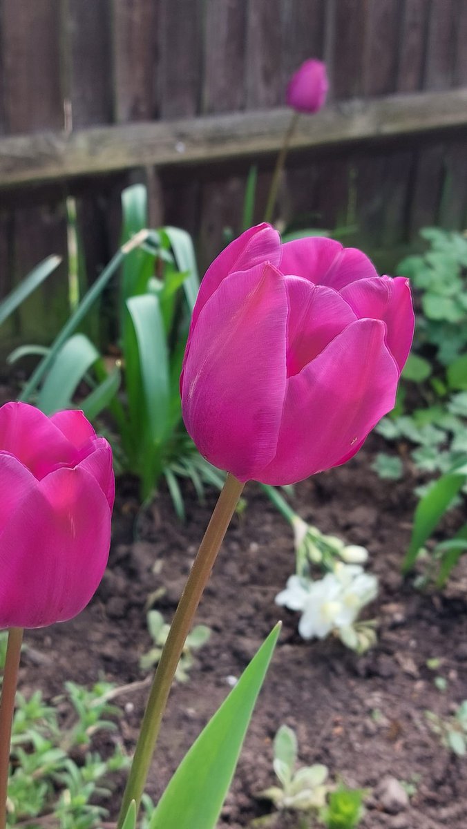leatherheadhub's tweet photo. Spring has well and truly arrived at our Community Garden! 🌿🌼🌸🌻
#community #communitygarden #communitygardens #communitygardeners #flowers #flowerstagram #gardening https://t.co/5Y07za6bIA
